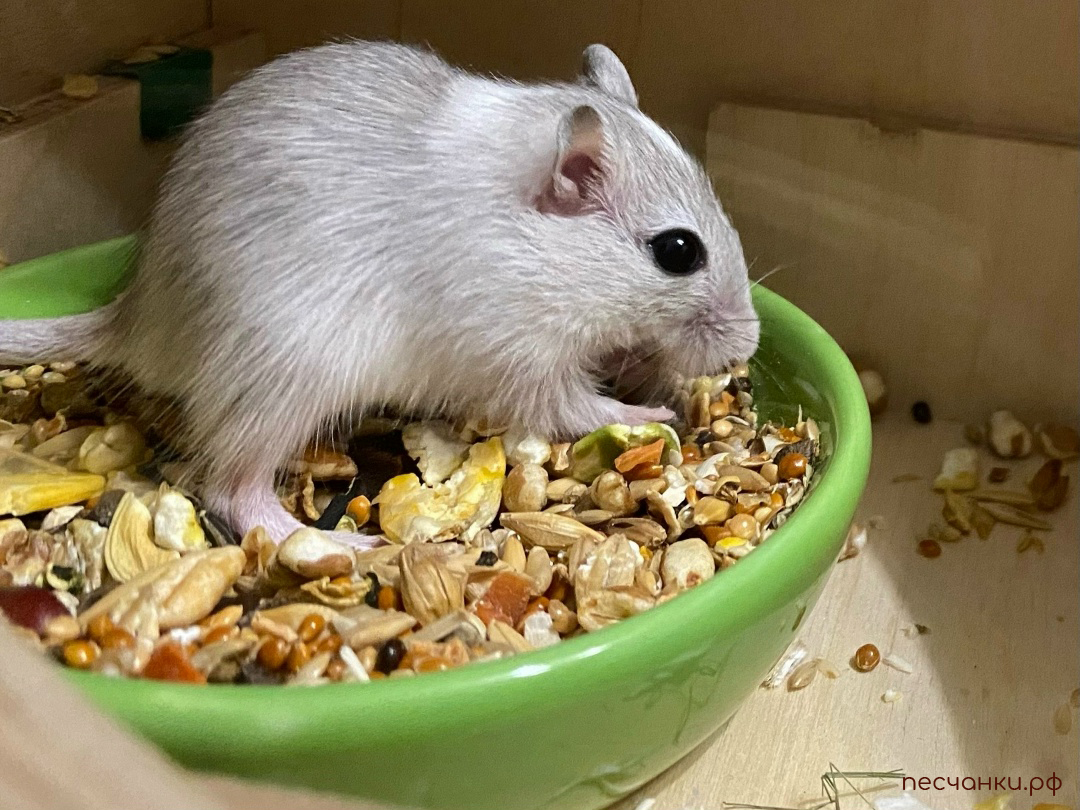 Песчанка в миске с кормом