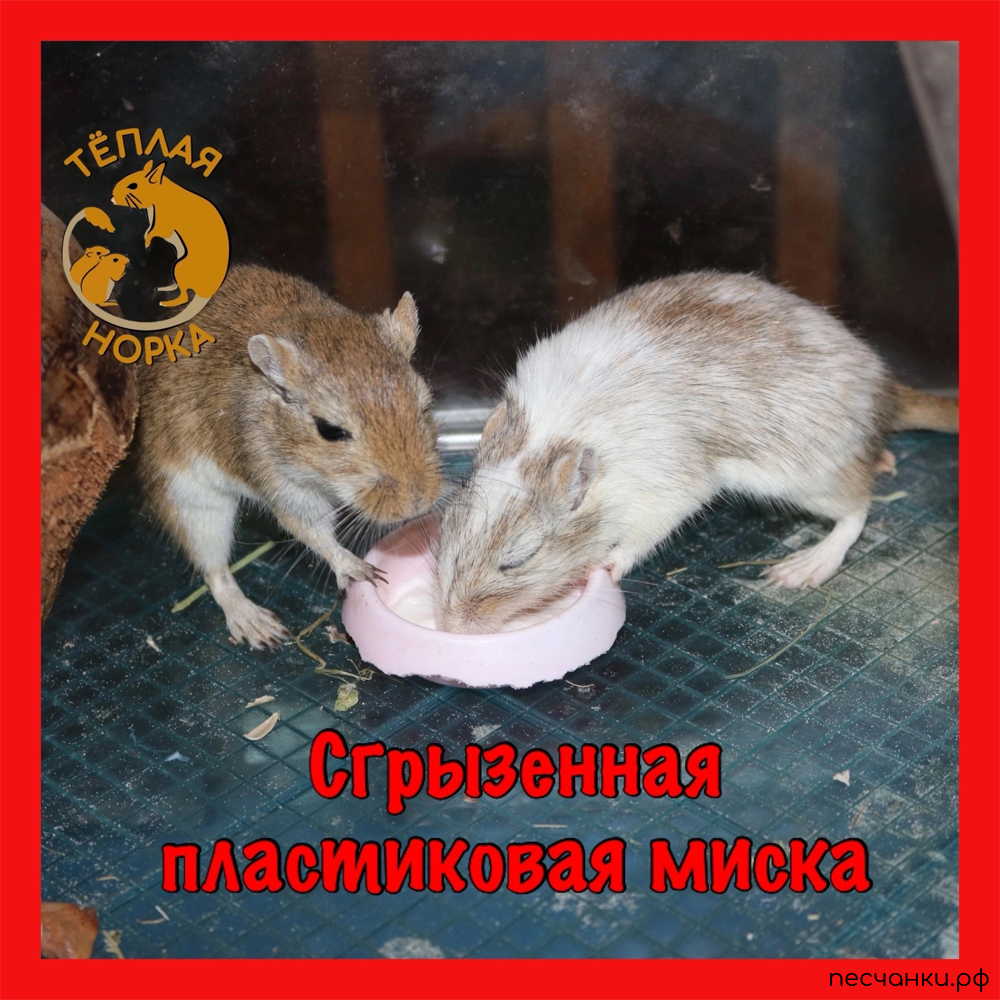 Песчанки у обгрызенной пластиковой миски