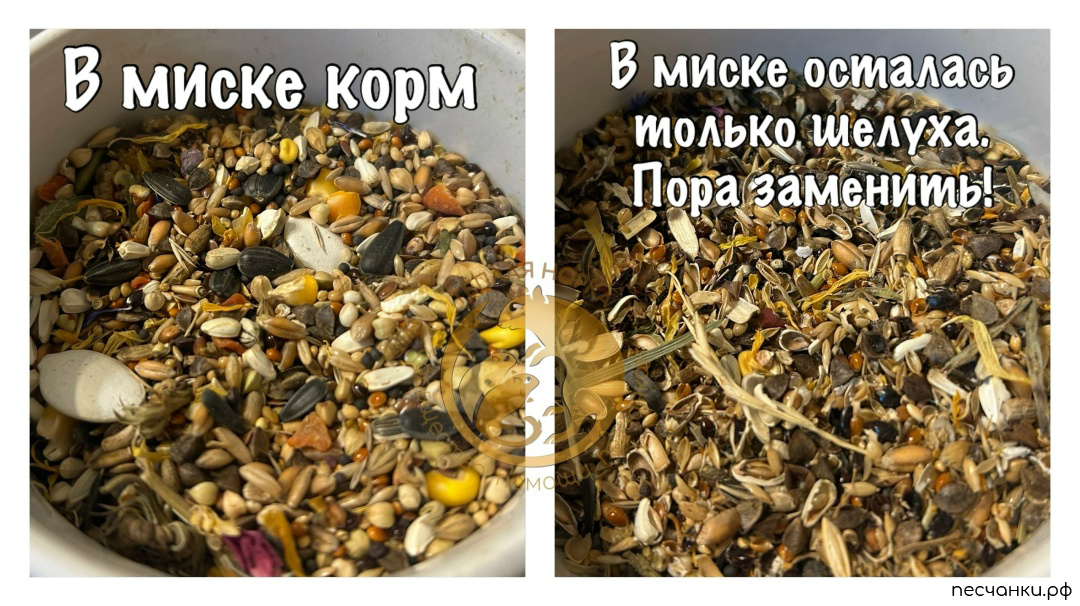 Миска с кормом и миска с шелухой от корма выглядят одинаково