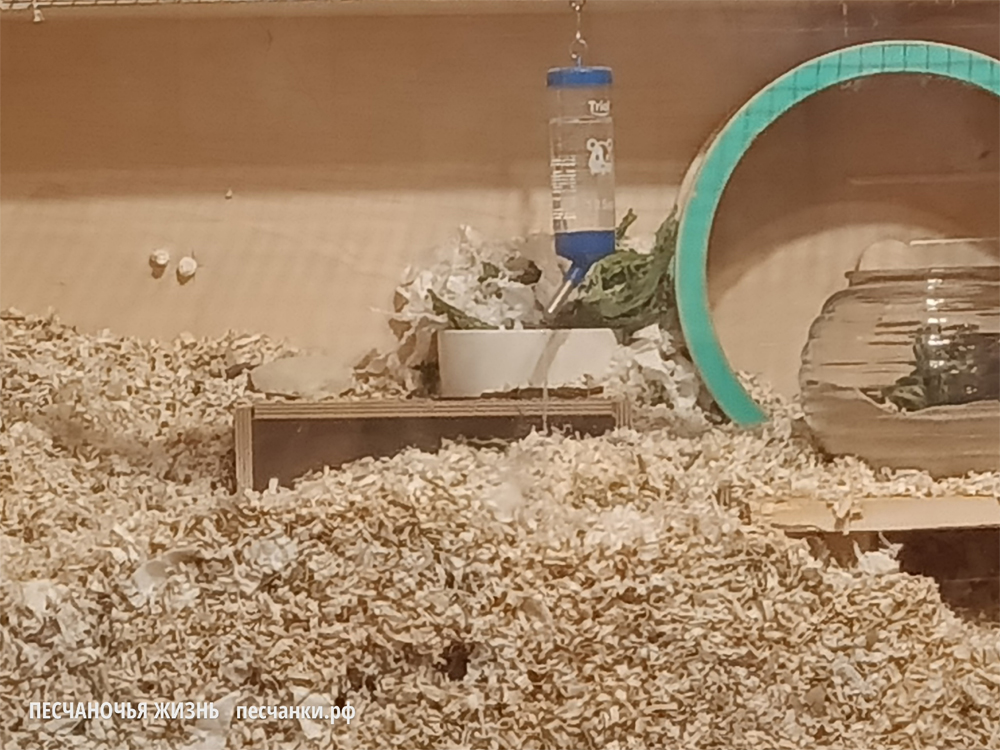 Закопанная миска с кормом