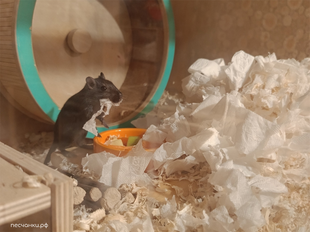 Закопанная миска с кормом