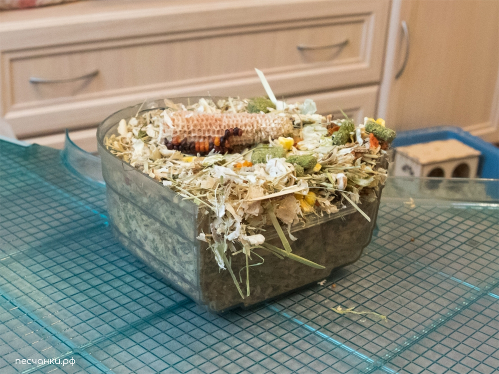 Закопанная миска с кормом