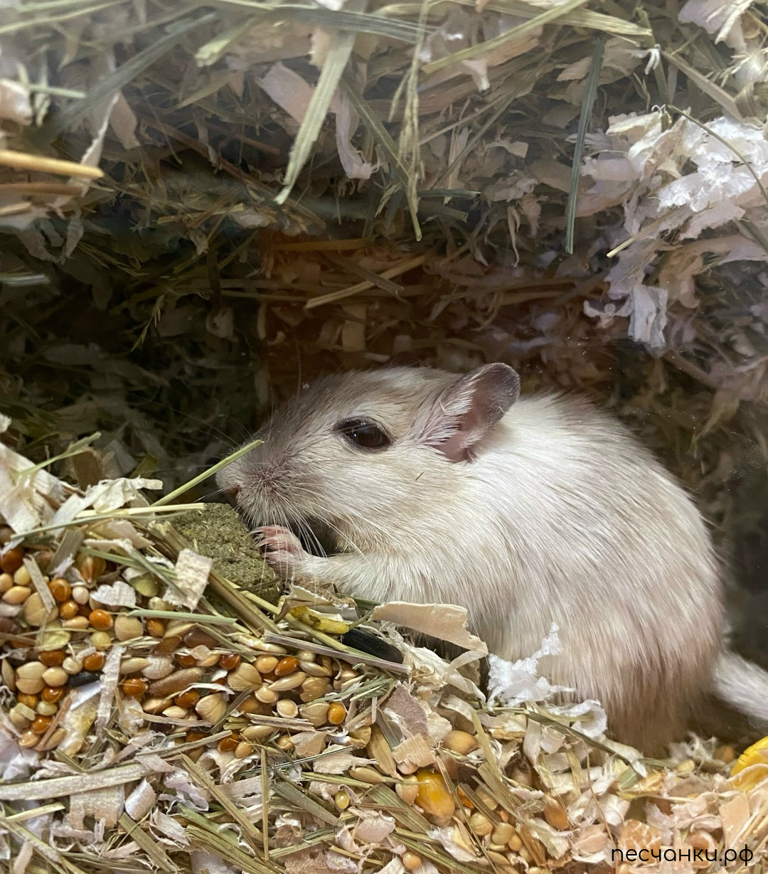 Песчанка в норке прячет свои запасы